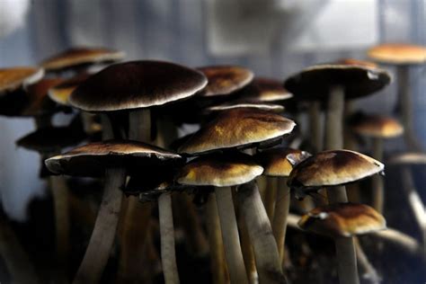 Magic Mushrooms vs. Synthetic Alternatives: A Pricing Comparison